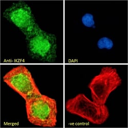 Invitrogen IKZF4 Polyclonal Antibody 100 &mu;g; Unconjugated:Antibodies,