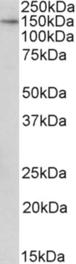 Invitrogen TTLL4 Polyclonal Antibody 100 &mu;g; Unconjugated:Antibodies,