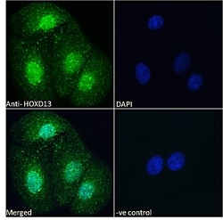 Invitrogen HOXD13 Polyclonal Antibody 100 μg; Unconjugated:Antibodies,
