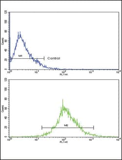 Invitrogen Cathepsin B Polyclonal Antibody 400 μL; Unconjugated:Antibodies,