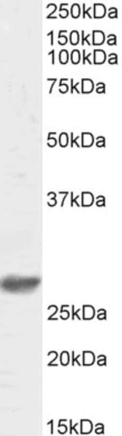 Invitrogen DCUN1D1 Polyclonal Antibody 100 &mu;g; Unconjugated:Antibodies,