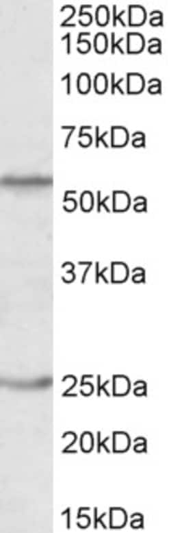 Invitrogen Oct-2 Polyclonal Antibody 100 &mu;g; Unconjugated:Antibodies,