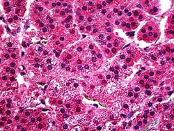 Invitrogen Myb Polyclonal Antibody 100 &mu;g; Unconjugated:Antibodies,