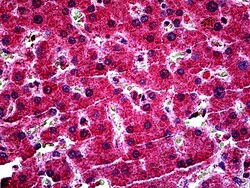 Invitrogen Myb Polyclonal Antibody 100 &mu;g; Unconjugated:Antibodies,