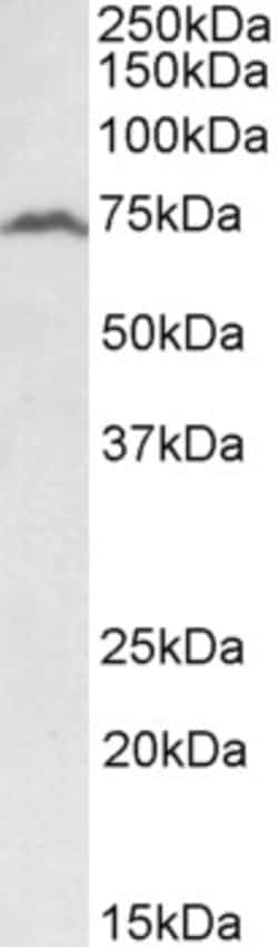 Invitrogen RFX5 Polyclonal Antibody 100 &mu;g | Buy Online | Invitrogen&trade; | Fisher Scientific