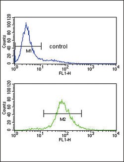 Invitrogen BCL6 Polyclonal Antibody 400 &mu;L; Unconjugated:Antibodies,