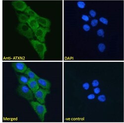 Invitrogen Ataxin 2 Polyclonal Antibody 100 &mu;g; Unconjugated:Antibodies,