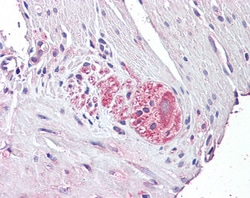 Invitrogen NTN4 Polyclonal Antibody 100 &mu;g; Unconjugated:Antibodies,