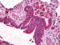 Invitrogen Angiopoietin 1 Polyclonal Antibody 100 μg; Unconjugated:Antibodies,