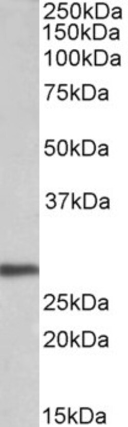 Invitrogen Artemin Polyclonal Antibody 100 &mu;g; Unconjugated:Antibodies,