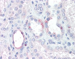 Invitrogen RHBG Polyclonal Antibody 100 &mu;g; Unconjugated:Antibodies,