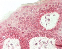 Invitrogen RHCG Polyclonal Antibody 100 &mu;g; Unconjugated:Antibodies,