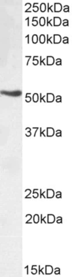 Invitrogen TRIM72 Polyclonal Antibody, Biotin 100 &mu;g; Biotin:Antibodies,