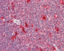 Invitrogen PDXP Polyclonal Antibody 100 &mu;g; Unconjugated:Antibodies,