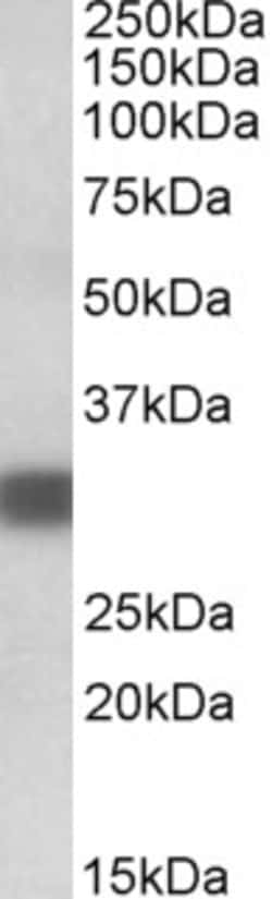 Invitrogen PDXP Polyclonal Antibody 100 &mu;g; Unconjugated:Antibodies,