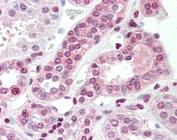 Invitrogen TGM7 Polyclonal Antibody 100 &mu;g; Unconjugated:Antibodies,