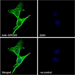 Invitrogen GPR183 Polyclonal Antibody 100 &mu;g; Unconjugated:Antibodies,