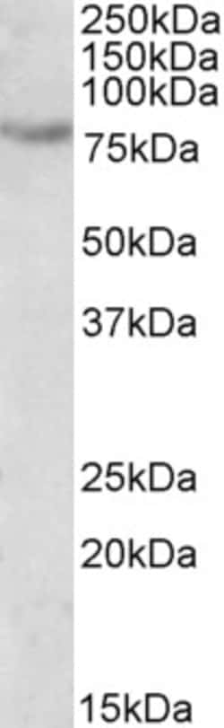 Invitrogen SIM2 Polyclonal Antibody 100 &mu;g; Unconjugated:Antibodies,