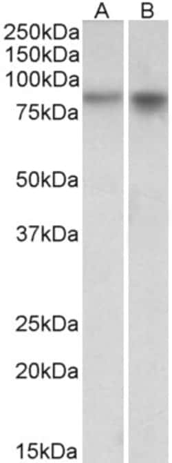 Invitrogen NPAS4 Polyclonal Antibody 100 &mu;g | Buy Online | Invitrogen&trade; | Fisher Scientific