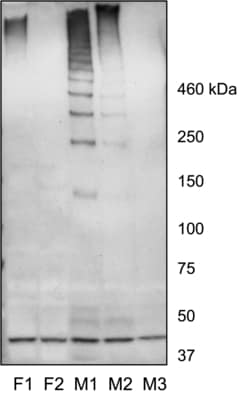 Invitrogen Mucin 19 Polyclonal Antibody 100 &mu;g; Unconjugated:Antibodies,