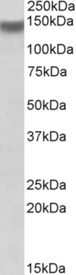 Invitrogen ITGA11 Polyclonal Antibody 100 &mu;g; Unconjugated:Antibodies,
