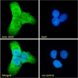 Invitrogen RAN Polyclonal Antibody 100 &mu;g | Buy Online | Invitrogen&trade; | Fisher Scientific
