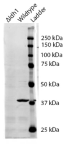 Invitrogen IDH1 Polyclonal Antibody 100 &mu;g; Unconjugated:Antibodies,