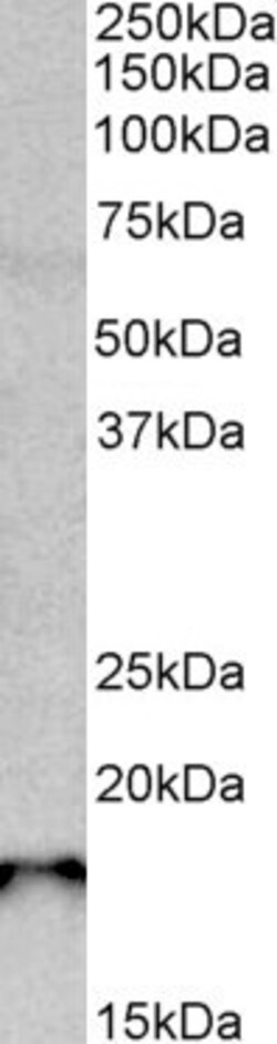 Invitrogen SAP30L Polyclonal Antibody 100 &mu;g; Unconjugated:Antibodies,