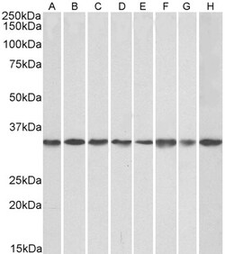 Invitrogen RACK1 Polyclonal Antibody 100 &mu;g; Unconjugated:Antibodies,