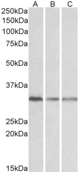 Invitrogen RACK1 Polyclonal Antibody 100 &mu;g; Unconjugated:Antibodies,