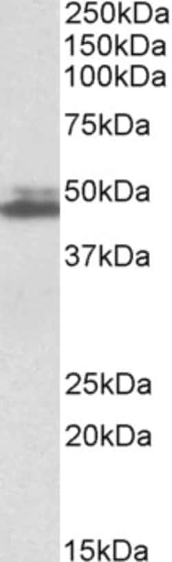 Invitrogen SH3GL1 Polyclonal Antibody 100 &mu;g; Unconjugated:Antibodies,