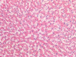 Invitrogen CYB5R3 Polyclonal Antibody 100 &mu;g; Unconjugated:Antibodies,