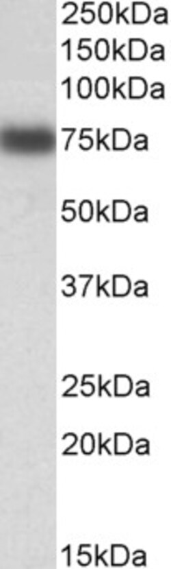 Invitrogen IRF2BP1 Polyclonal Antibody 100 &mu;g; Unconjugated:Antibodies,