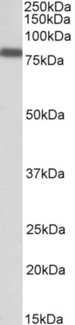 Invitrogen IRF2BP1 Polyclonal Antibody 100 &mu;g; Unconjugated:Antibodies,