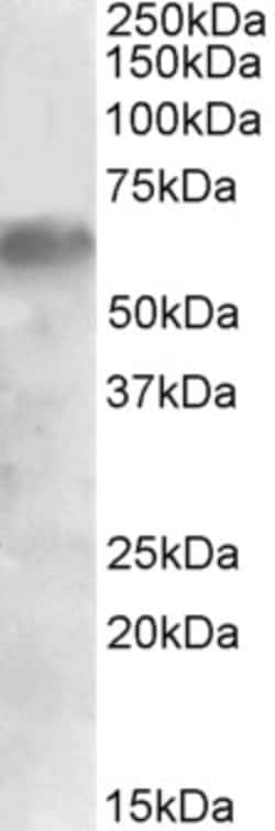 Invitrogen IRF2BP1 Polyclonal Antibody 100 &mu;g; Unconjugated:Antibodies,