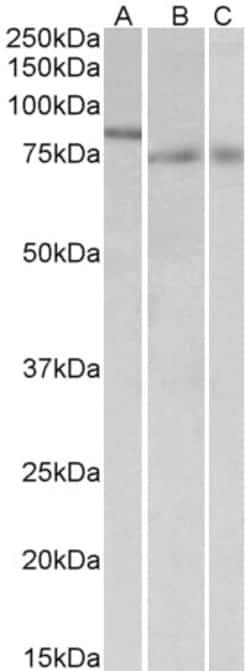 Invitrogen IRF2BP1 Polyclonal Antibody 100 &mu;g; Unconjugated:Antibodies,