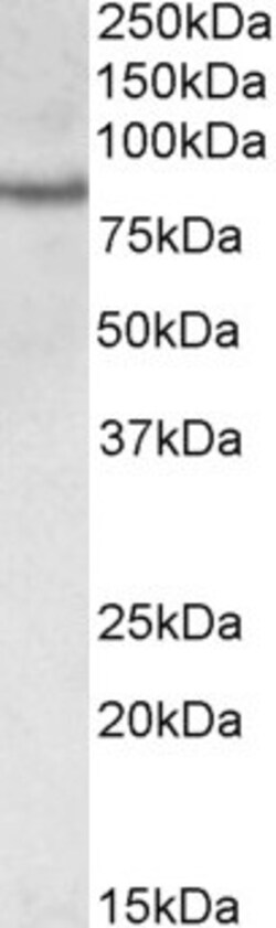 Invitrogen TORC2 Polyclonal Antibody 100 &mu;g | Buy Online | Invitrogen&trade; | Fisher Scientific