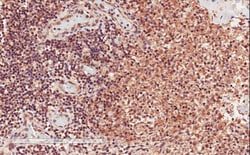 Invitrogen CD28 Polyclonal Antibody 100 μg; Unconjugated:Antibodies,