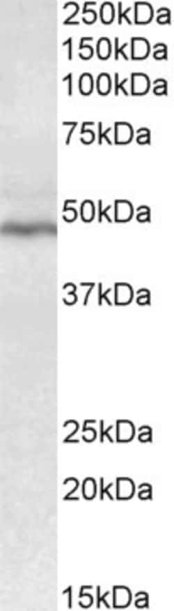 Invitrogen CD28 Polyclonal Antibody 100 μg; Unconjugated:Antibodies,