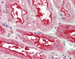 Invitrogen SDF4 Polyclonal Antibody 100 &mu;g | Buy Online | Invitrogen&trade; | Fisher Scientific