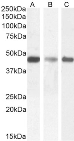 Invitrogen SDF4 Polyclonal Antibody 100 &mu;g | Buy Online | Invitrogen&trade; | Fisher Scientific