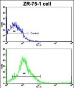 Invitrogen Cathepsin K Polyclonal Antibody 400 &mu;L; Unconjugated:Antibodies,