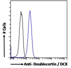 Invitrogen Doublecortin Polyclonal Antibody 100 &mu;g; Unconjugated:Antibodies,