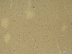 Invitrogen Doublecortin Polyclonal Antibody 100 &mu;g; Unconjugated:Antibodies,