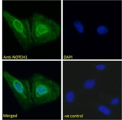 Invitrogen NOTCH1 Polyclonal Antibody 100 μg; Unconjugated:Antibodies,
