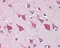 Invitrogen MOB4 Polyclonal Antibody 100 &mu;g; Unconjugated:Antibodies,
