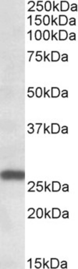 Invitrogen MOB4 Polyclonal Antibody 100 &mu;g; Unconjugated:Antibodies,