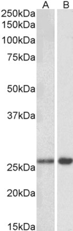 Invitrogen MOB4 Polyclonal Antibody 100 &mu;g; Unconjugated:Antibodies,
