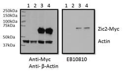 Invitrogen ZIC2 Polyclonal Antibody 100 &mu;g; Unconjugated:Antibodies,