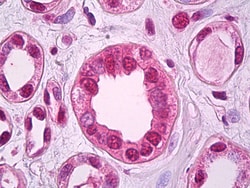 Invitrogen ZEB2 Polyclonal Antibody 100 &mu;g; Unconjugated:Antibodies,